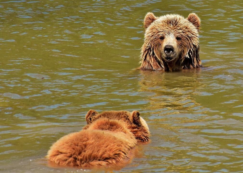 Brown bears